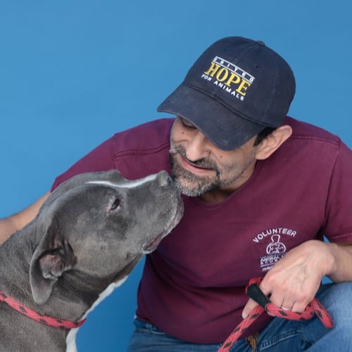 MONIQUE - Pit Bull Terrier available for adoption