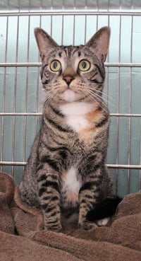 LINX - Photo 2