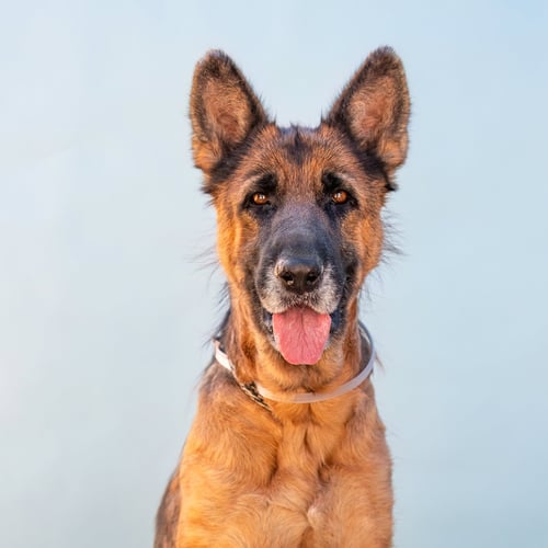 JUNE BUG - German Shepherd Dog for adoption in Pasadena