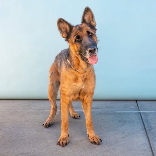JUNE BUG - German Shepherd Dog available for adoption