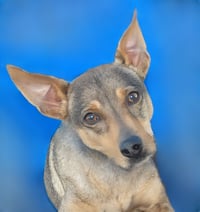 RIN TIN TIN - Photo 1