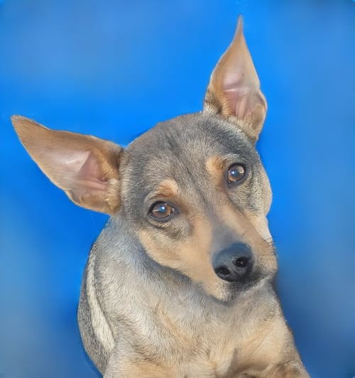 RIN TIN TIN - Rat Terrier available for adoption