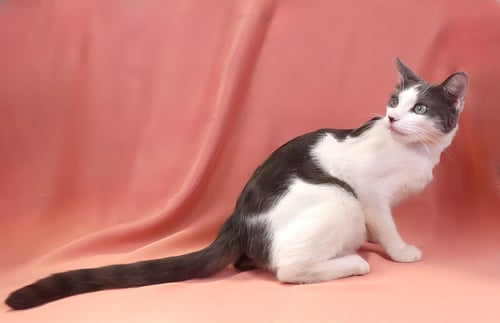 CHARLOT - Domestic Short Hair available for adoption