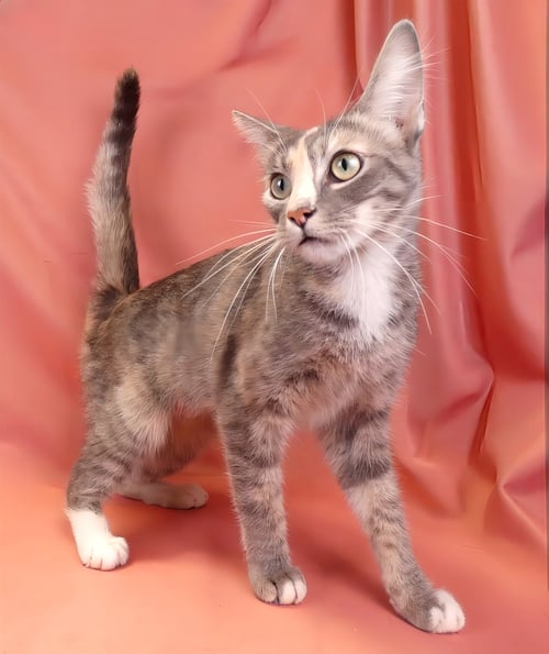 SARABI - Domestic Short Hair available for adoption