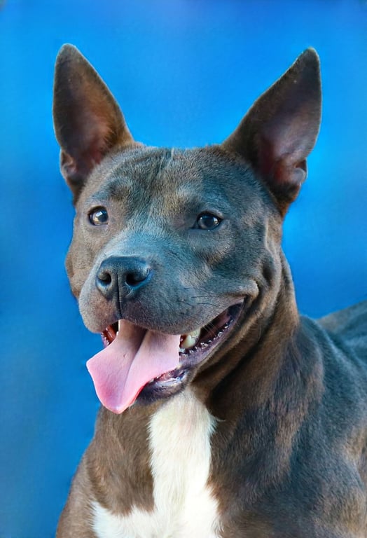 RAMONA Image