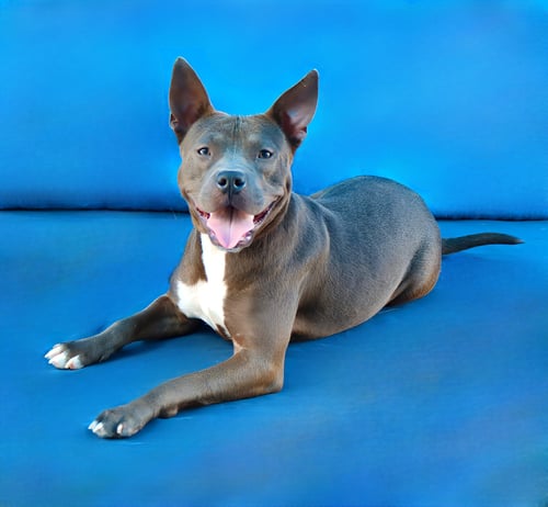 RAMONA - Pit Bull Terrier available for adoption