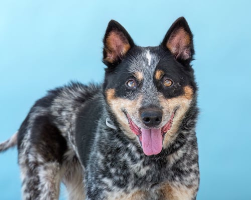 CHULA - Australian Shepherd available for adoption