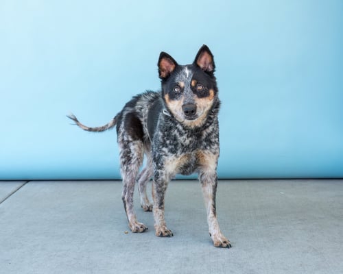 CHULA - Australian Shepherd available for adoption