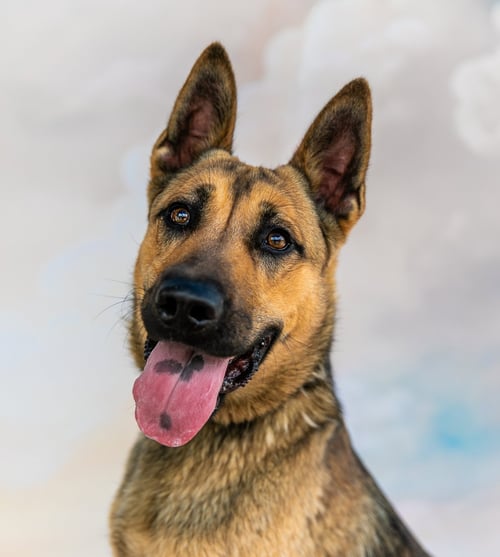 JACKSON - German Shepherd Dog available for adoption