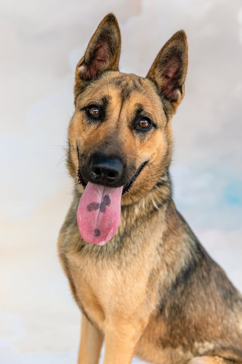 JACKSON - German Shepherd Dog available for adoption