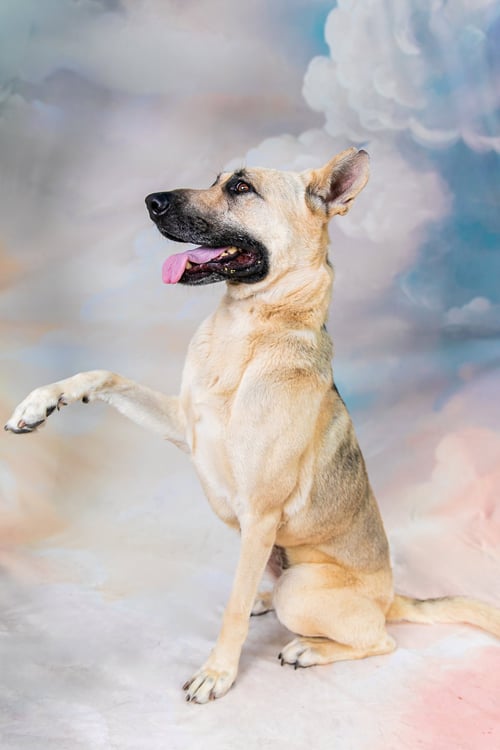 QUINN - German Shepherd Dog available for adoption