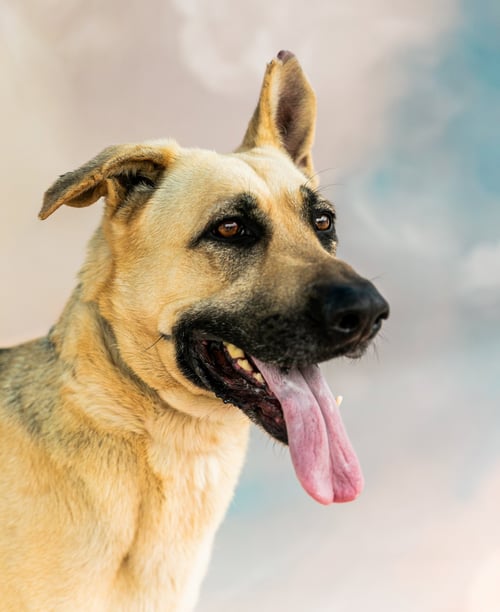 QUINN - German Shepherd Dog for adoption in Pasadena