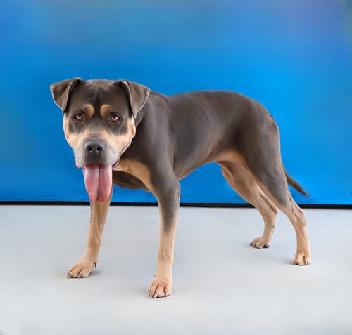 SKY - Pit Bull Terrier available for adoption