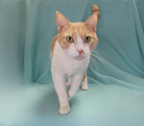 OSO - Domestic Short Hair available for adoption