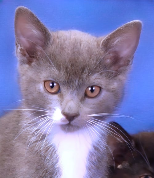 YOGI - Domestic Short Hair for adoption in Pasadena