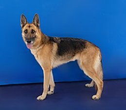 LEIA - German Shepherd Dog available for adoption