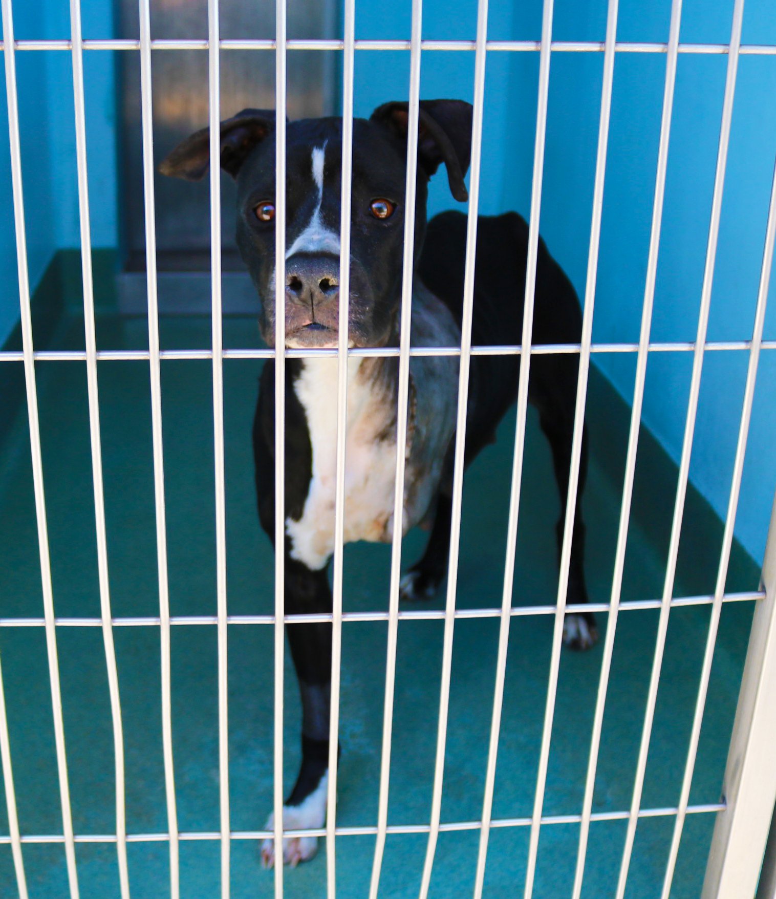 LILY - Boxer available for adoption