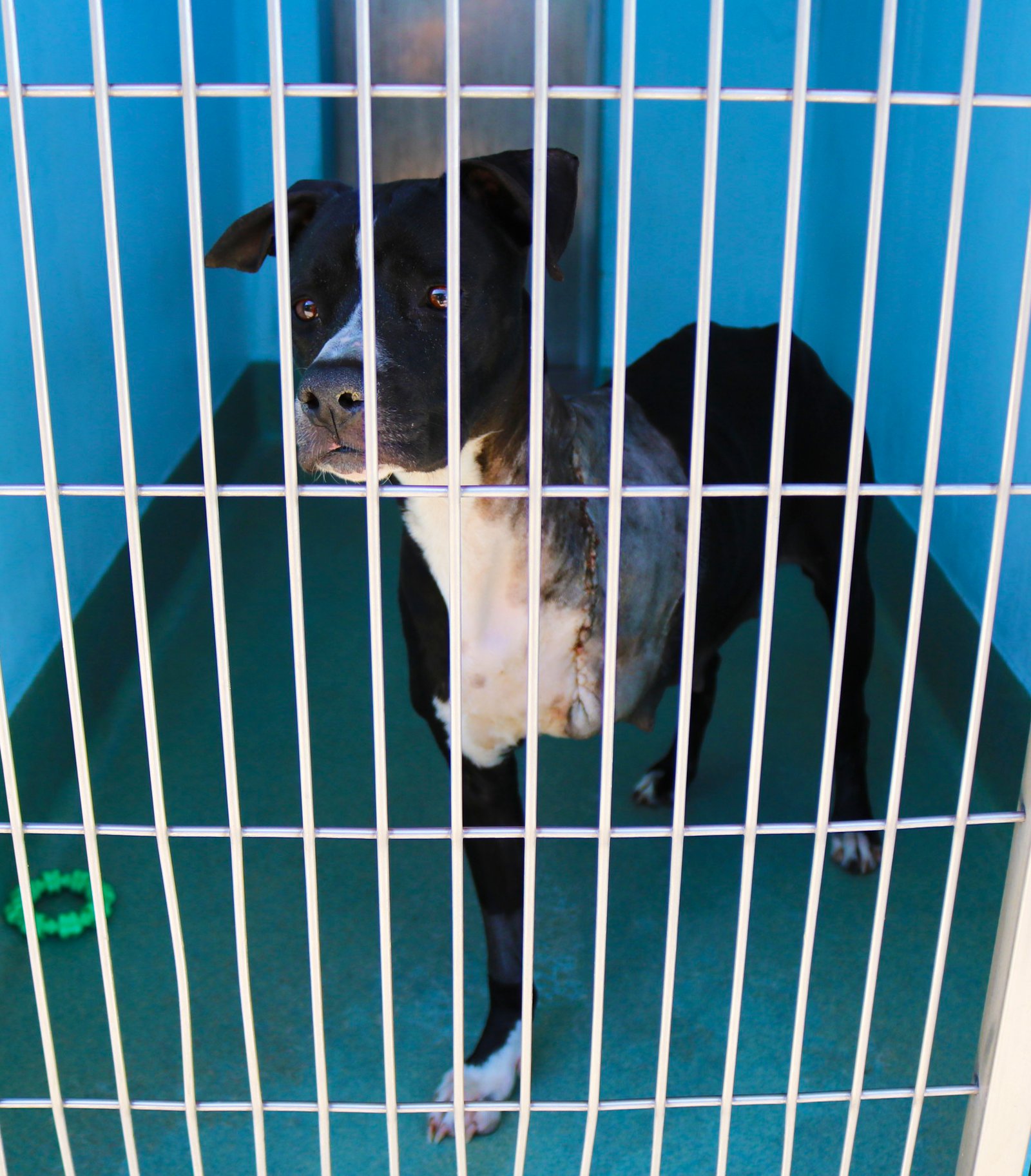LILY - Boxer available for adoption