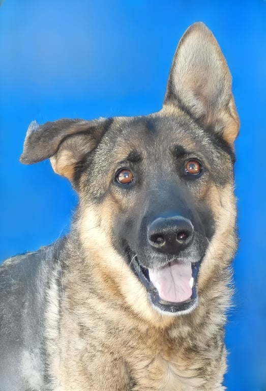 SAM Image