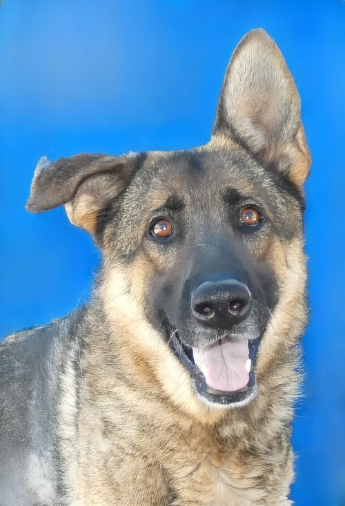 SAM - German Shepherd Dog available for adoption