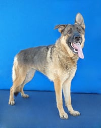 SAM - Photo 2
