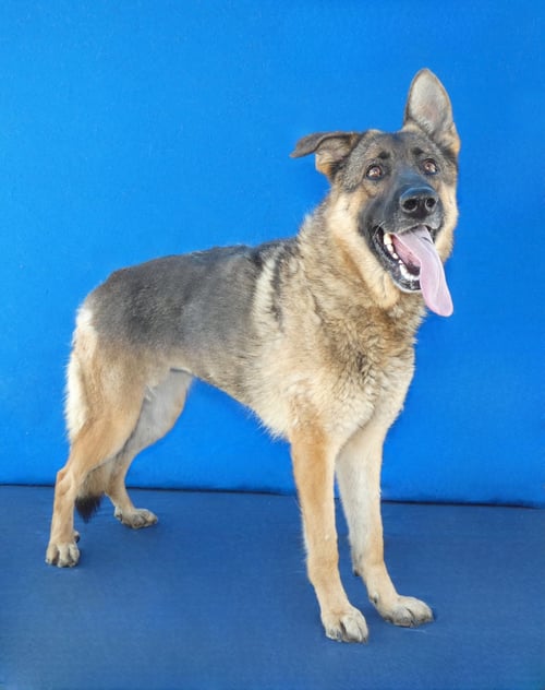 SAM - German Shepherd Dog available for adoption