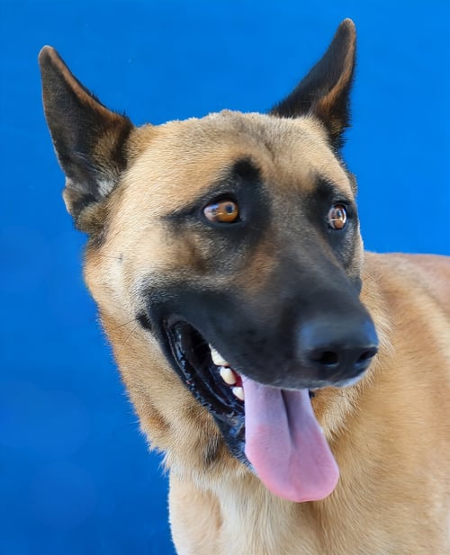 LUCKY - German Shepherd Dog available for adoption