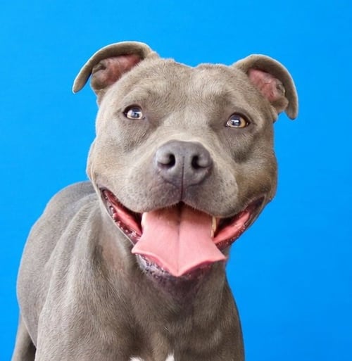 CONCHITA - Pit Bull Terrier available for adoption