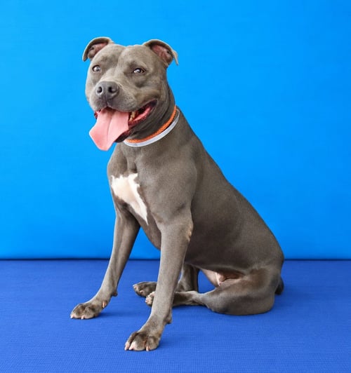 CONCHITA - Pit Bull Terrier available for adoption