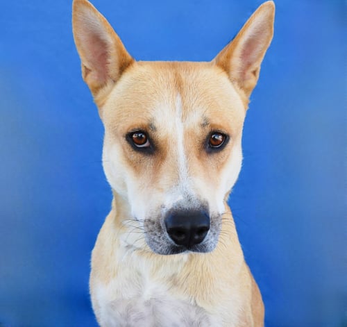 GINGER - Carolina Dog available for adoption