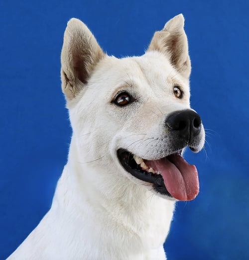 LINDA - Labrador Retriever available for adoption
