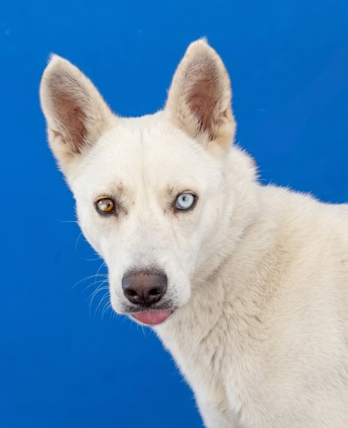 KOBE - German Shepherd Dog / Husky available for adoption