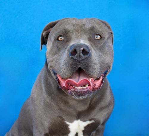 PRESSURE - Pit Bull Terrier available for adoption
