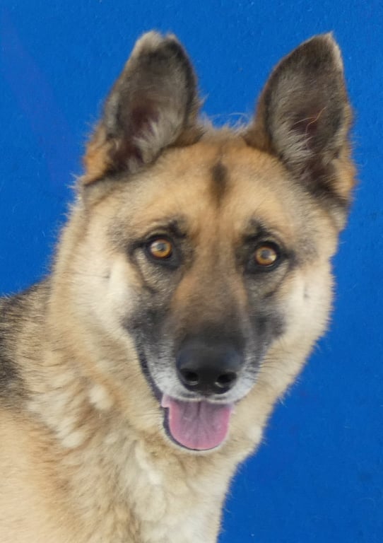 AXEL Image