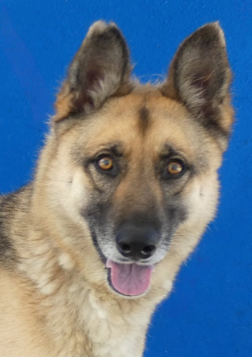 AXEL - German Shepherd Dog available for adoption