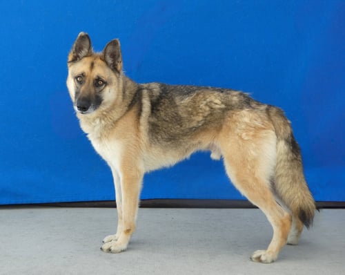 AXEL - German Shepherd Dog available for adoption