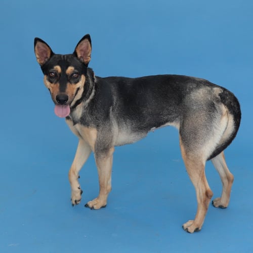 FRIDA - Terrier available for adoption