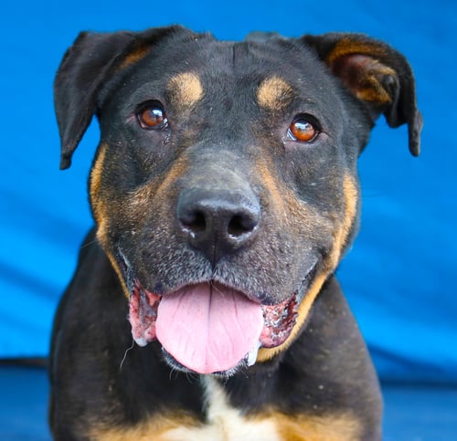 SCOOTER - Rottweiler available for adoption