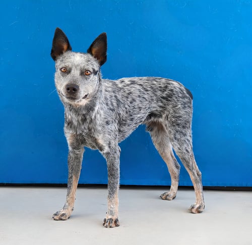 ONEILL - Australian Cattle Dog/Blue Heeler available for adoption