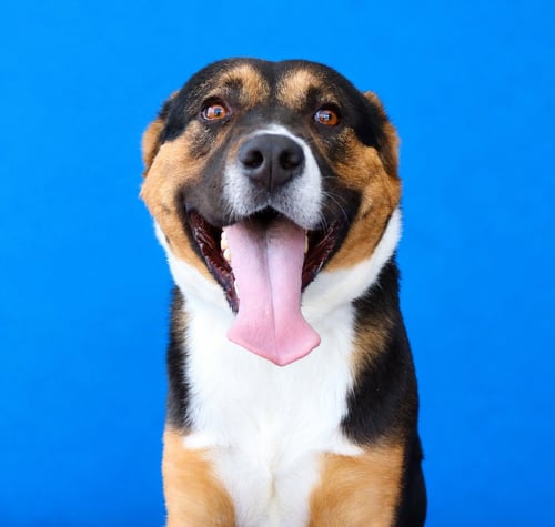 ABNER - Shepherd available for adoption