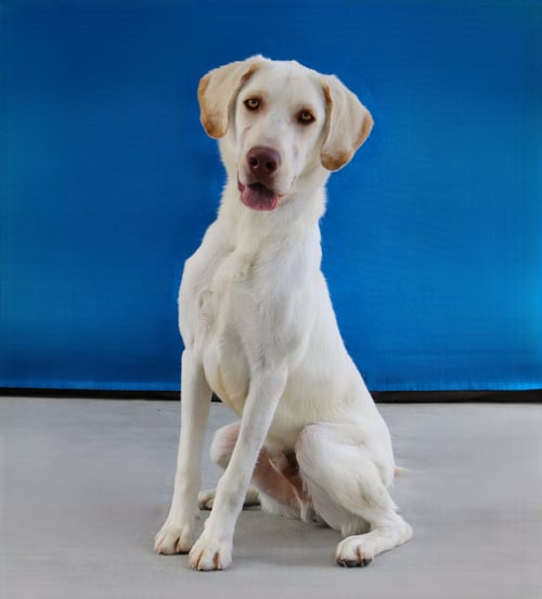 CRYPTO - Retriever available for adoption