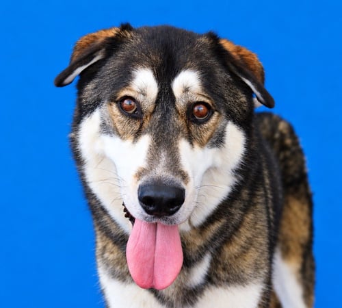 HACHI - German Shepherd Dog / Siberian Husky available for adoption