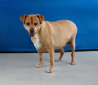 ARCHIE - Photo 2