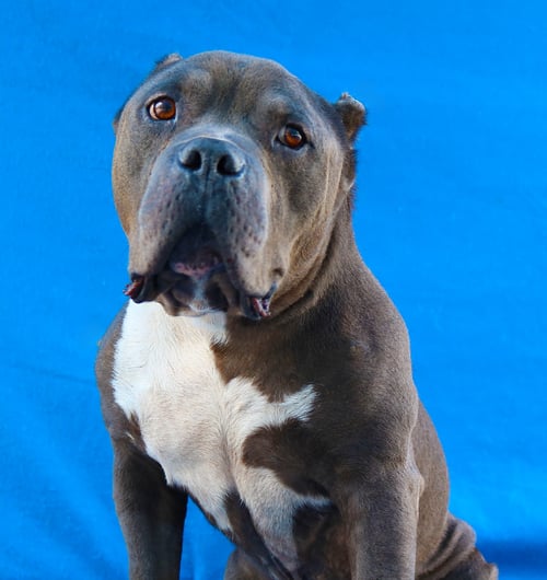 JOE - Staffordshire Bull Terrier for adoption in Pasadena