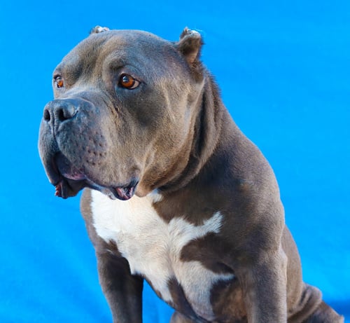 JOE - Staffordshire Bull Terrier available for adoption