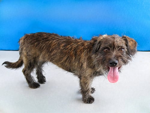 MIA - Terrier available for adoption