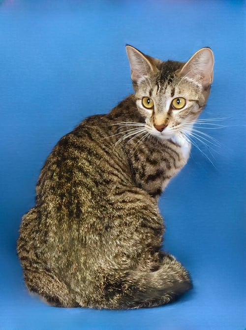 AURELIA - Domestic Short Hair for adoption in Pasadena