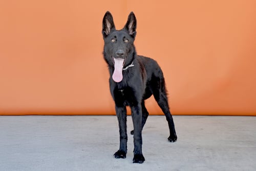 AZULA - German Shepherd Dog available for adoption