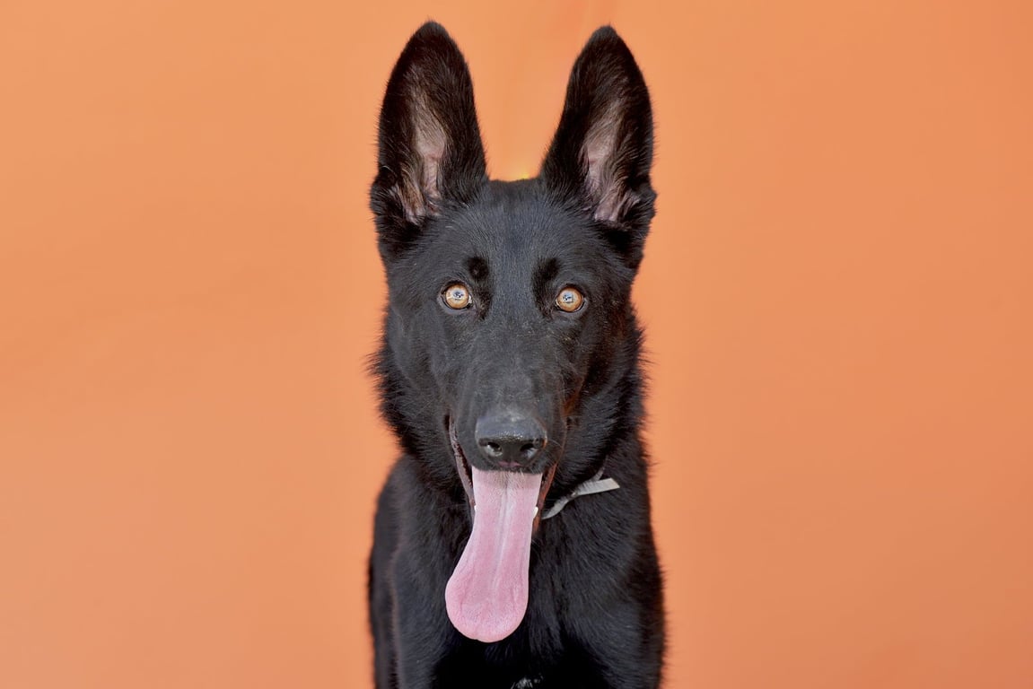 AZULA Image