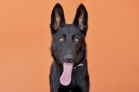 AZULA - Photo 1